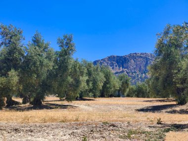 İspanya 'nın güneyinde yaz mevsiminde zeytin ağaçları