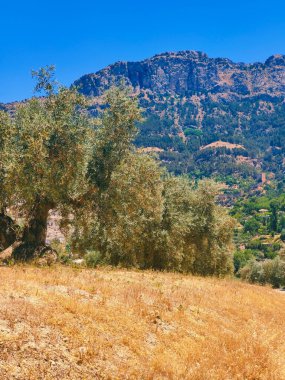 İspanya 'nın güneyinde yaz mevsiminde zeytin ağaçları