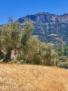 İspanya 'nın güneyinde yaz mevsiminde zeytin ağaçları