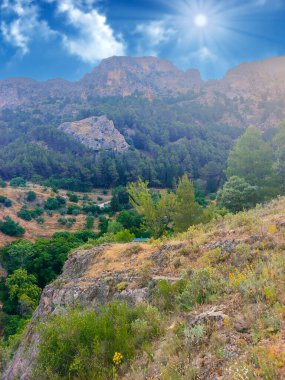 Güneşli bir günde İspanya 'nın güneyindeki Cazorla tepesinde ağaçlar