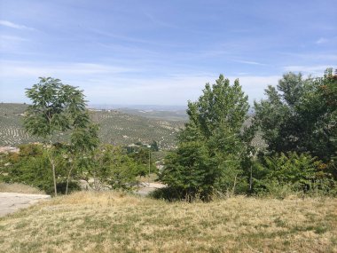 İspanya 'nın güneyinde yaz mevsiminde zeytin ağaçları