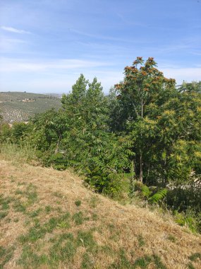 Olive trees in the south of Spain in the summer time clipart