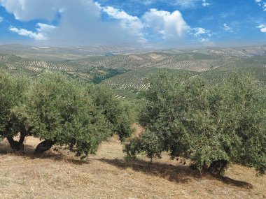 İspanya 'nın güneyinde yaz mevsiminde zeytin ağaçları