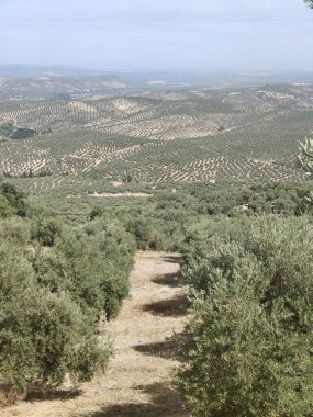 İspanya 'nın güneyinde yaz mevsiminde zeytin ağaçları