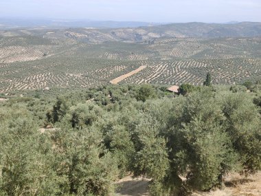 İspanya 'nın güneyinde yaz mevsiminde zeytin ağaçları