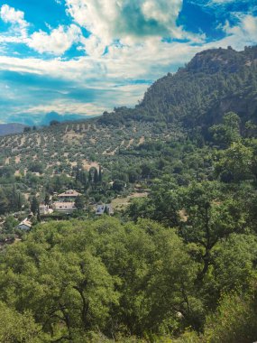 İspanya 'nın güneyinde yaz mevsiminde zeytin ağaçları