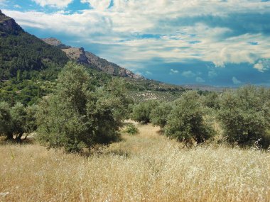 İspanya 'nın güneyinde yaz mevsiminde zeytin ağaçları