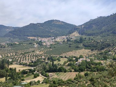 İspanya 'nın güneyinde yaz mevsiminde zeytin ağaçları