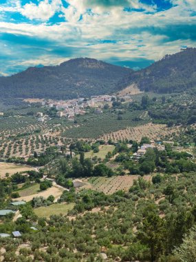 İspanya 'nın güneyinde yaz mevsiminde zeytin ağaçları