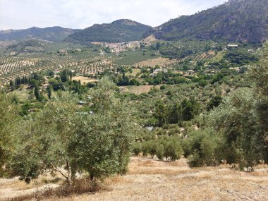 İspanya 'nın güneyinde yaz mevsiminde zeytin ağaçları