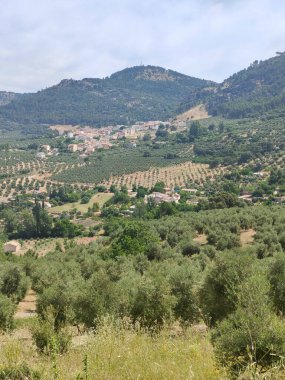 İspanya 'nın güneyinde yaz mevsiminde zeytin ağaçları