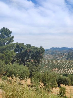 İspanya 'nın güneyinde yaz mevsiminde zeytin ağaçları