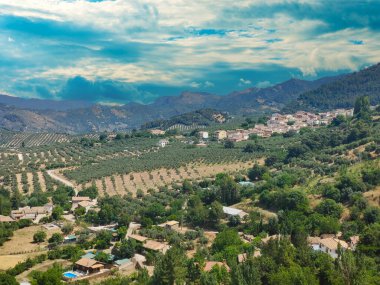 İspanya 'nın güneyinde yaz mevsiminde zeytin ağaçları