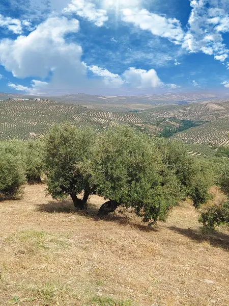 stock image Olive trees in the south of Spain in the summer time