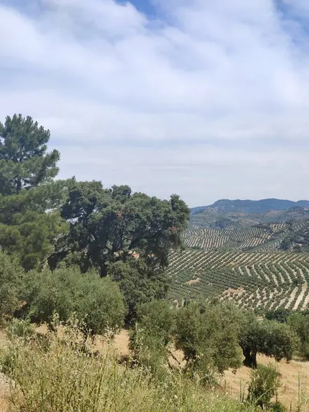 stock image Olive trees in the south of Spain in the summer time