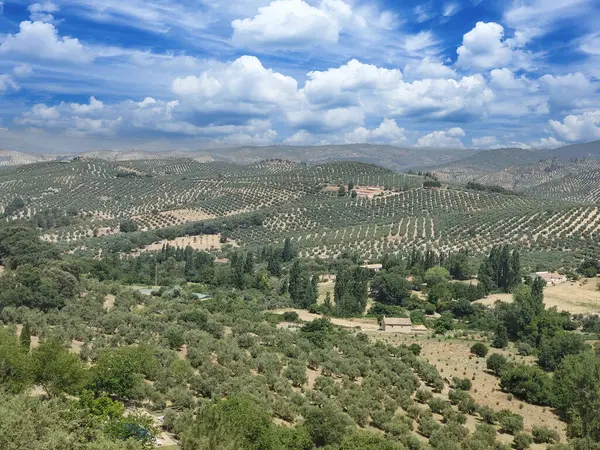 stock image Olive trees in the south of Spain in the summer time