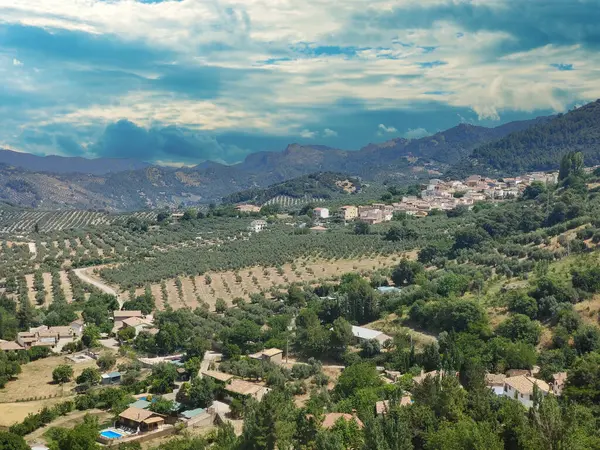 İspanya 'nın güneyinde yaz mevsiminde zeytin ağaçları