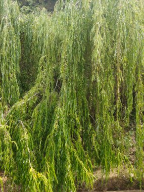 Güneşli bir günde fon oluşturan bir arkaplan bırakır