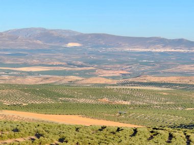 İspanya 'nın güneyinde yaz mevsiminde zeytin ağaçları