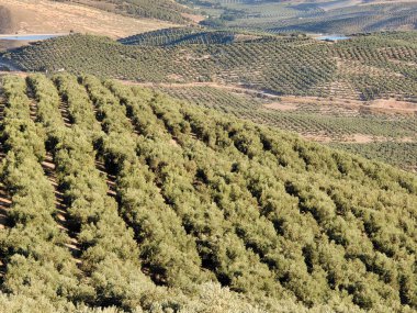 İspanya 'nın güneyinde yaz mevsiminde zeytin ağaçları