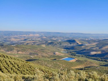 İspanya 'nın güneyinde yaz mevsiminde zeytin ağaçları
