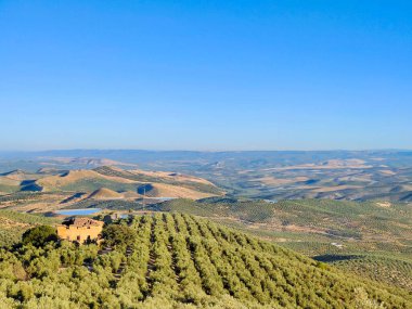 İspanya 'nın güneyinde yaz mevsiminde zeytin ağaçları