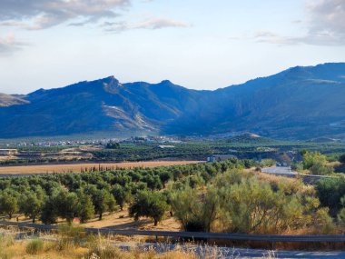 İspanya 'nın güneyinde yaz mevsiminde zeytin ağaçları