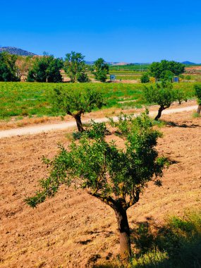 İspanya 'nın güneyinde yaz mevsiminde zeytin ağaçları