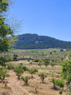 İspanya 'nın güneyinde yaz mevsiminde zeytin ağaçları
