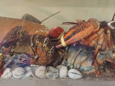 Akvaryumda ıstakoz pişmeye hazır.