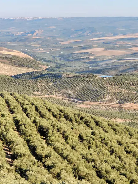 stock image Olive trees in the south of Spain in the summer time