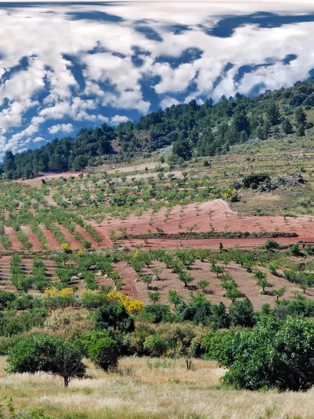 stock image Olive trees in the south of Spain in the summer time