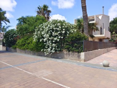 İspanya 'nın güneyindeki evlerin yakınındaki palmiye ağaçları