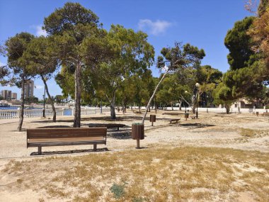 Güneşli bir günde İspanya 'nın güneyindeki sahilde palmiye ağacı