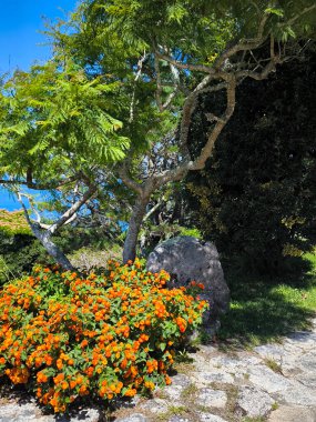 İspanya 'nın kuzeyindeki Galiçya' daki bahçe güneşli bir günde