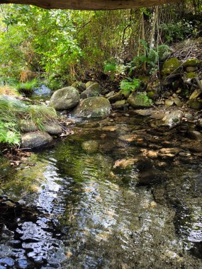 İspanya 'nın Caceres eyaletinde yaz mevsiminde orman