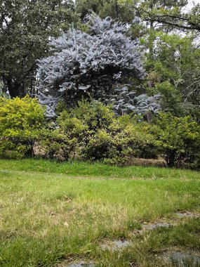 Güneşli bir günde resmi bahçe.