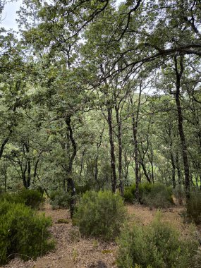 İspanya 'nın Caceres eyaletinde yaz mevsiminde orman