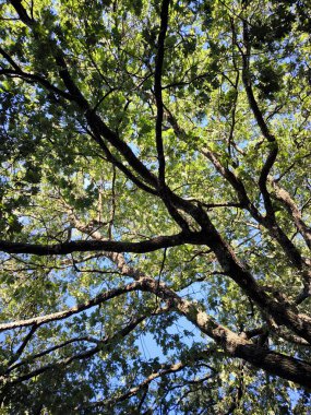 İspanya 'nın Caceres eyaletinde yaz mevsiminde orman