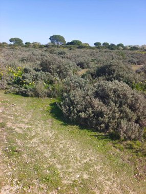 İspanya 'nın Caceres eyaletinde yaz mevsiminde orman