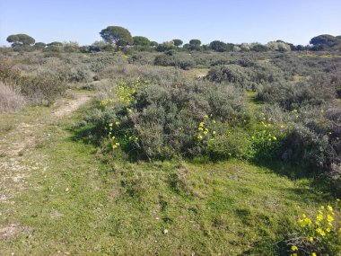 İspanya 'nın Caceres eyaletinde yaz mevsiminde orman