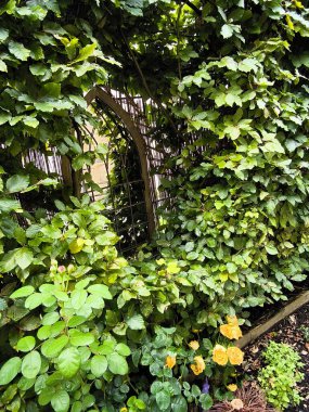 İngiltere 'nin güneyinde, bulutlu bir günde çiçekli bir bahçe