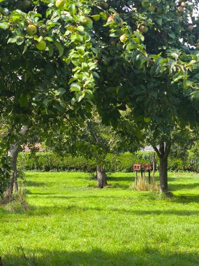 Bulutlu bir günde Glastonbury 'de ağaçlarla park et.