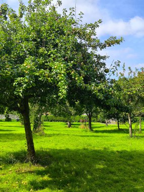 Bulutlu bir günde Glastonbury 'de ağaçlarla park et.