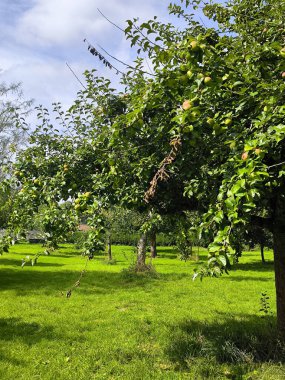 Bulutlu bir günde Glastonbury 'de ağaçlarla park et.