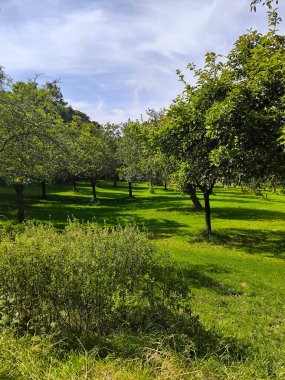 Bulutlu bir günde Glastonbury 'de ağaçlarla park et.