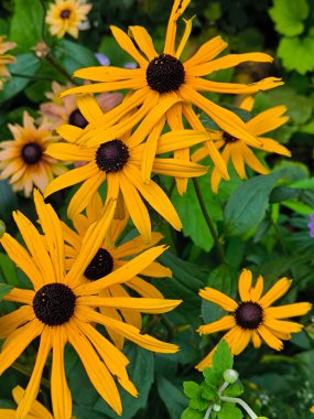 İngiltere 'nin güneyinde, Glastonbury' de çiçekli bir bahçe bulutlu bir günde