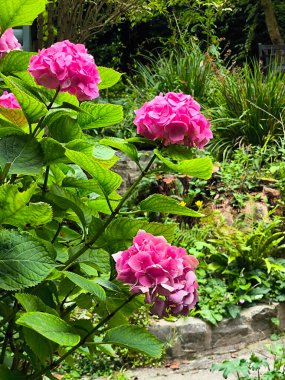 İngiltere 'nin güneyinde, Glastonbury' de çiçekli bir bahçe bulutlu bir günde