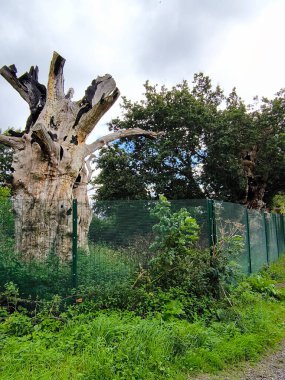 Güney İngiltere 'de Glastonbury' de manzara bulutlu bir günde