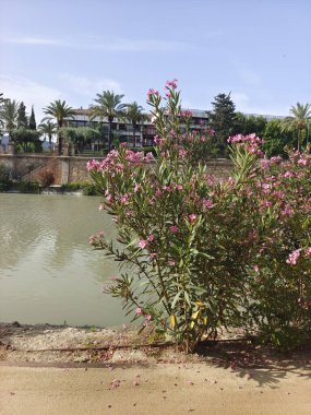 Güneşli bir günde Murcia 'da nehir kenarındaki çiçekler.